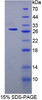 Rat Recombinant Surfactant Associated Protein A2 (SPA2)