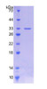 Pig Recombinant Cytochrome P450 11A1 (CYP11A1)