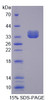 Human Recombinant Protein Tyrosine Phosphatase, Non Receptor Type 6 (PTPN6)