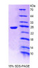 Human Recombinant Protein Tyrosine Phosphatase Receptor Type U (PTPRU)