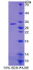 Mouse Recombinant ATP Binding Cassette Transporter D4 (ABCD4)