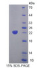 Mouse Recombinant Glutaryl Coenzyme A Dehydrogenase (GCDH)