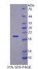 Human Recombinant Regulator Of G Protein Signaling 7 (RGS7)