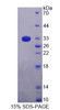 Rat Recombinant Topoisomerase I, Mitochondrial (TOP1MT)