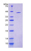 Rat Recombinant Insulin Like Protein 3 (INSL3)