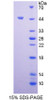 Mouse Recombinant Insulin Like Protein 5 (INSL5)