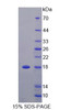 Rat Recombinant Tumor Necrosis Factor Receptor Superfamily, Member 25 (TNFRSF25)