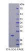 Human Recombinant Elongin C (ELOC)