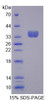 Mouse Recombinant Transcription Elongation Factor A3 (TCEA3)