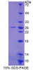 Rat Recombinant Glutathione Peroxidase 6, Olfactory (GPX6)