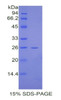 Mouse Recombinant CREB Binding Protein (CREBBP)