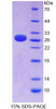 Human Recombinant Ephrin A3 (EFNA3)