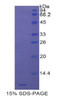 Human Recombinant Defensin Alpha 3, Neutrophil Specific (DEFa3)