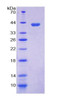 Mouse Recombinant Defensin Alpha 4, Corticostatin (DEFa4)