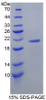 Mouse Recombinant Lipocalin 8 (LCN8)