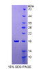 Human Recombinant Ubiquitin Conjugating Enzyme E2I (UBE2I)