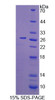 Human Recombinant Cell Division Cycle Protein 42 (CDC42)