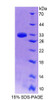 Human Recombinant Guanylate Binding Protein 7 (GBP7)