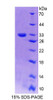 Human Recombinant Guanylate Binding Protein 6 (GBP6)