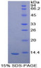 Cattle Recombinant FK506 Binding Protein 1A (FKBP1A)