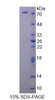 Human Recombinant FK506 Binding Protein 4 (FKBP4)