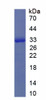 Mouse Recombinant Rho Associated Coiled Coil Containing Protein Kinase 1 (Rock1)