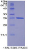 Human Recombinant Torsin 2A (TOR2A)