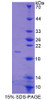 Cattle Recombinant Annexin A4 (ANXA4)