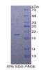 Dog Recombinant Annexin A4 (ANXA4)