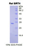 Rat Recombinant Sirtuin 4 (SIRT4)