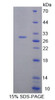 Rat Recombinant Bcl2 Associated Athanogene 5 (BAG5)