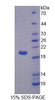 Human Recombinant Bestrophin 4 (BEST4)