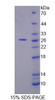 Rat Recombinant Calpain 11 (CAPN11)