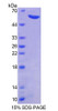 Human Recombinant Calpain, Small Subunit 1 (CAPNS1)