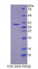 Rat Recombinant Tight Junction Protein 3 (TJP3)