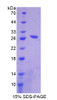 Rat Recombinant Carboxypeptidase A1, Pancreatic (CPA1)