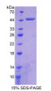 Rat Recombinant Carboxypeptidase A2, Pancreatic (CPA2)