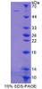 Human Recombinant Docking Protein 3 (DOK3)