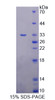 Rat Recombinant Docking Protein 3 (DOK3)