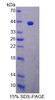 Rat Recombinant Exocyst Complex Component 3 (EXOC3)