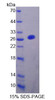 Rat Recombinant Fibulin 7 (FBLN7)