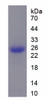 Mouse Recombinant Microfibrillar Associated Protein 5 (MFAP5)