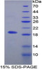 Rat Recombinant Microfibrillar Associated Protein 5 (MFAP5)