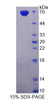 Rat Recombinant Phosphodiesterase 3A, cGMP Inhibited (PDE3A)