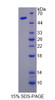 Human Recombinant Nuclear Transcription Factor Y Gamma (NFYC)