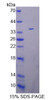 Human Recombinant Peptidyl Arginine Deimina Type IV (PADI4)