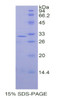 Human Recombinant Septin 5 (SEPT5)