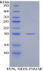 Rat Recombinant Secreted Frizzled Related Protein 1 (SFRP1)