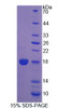 Human Recombinant Dual Specificity Phosphatase 5 (DUSP5)