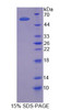 Human Recombinant TNF Receptor Associated Factor 1 (TRAF1)